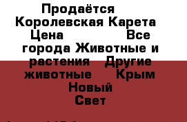 Продаётся!     Королевская Карета › Цена ­ 300 000 - Все города Животные и растения » Другие животные   . Крым,Новый Свет